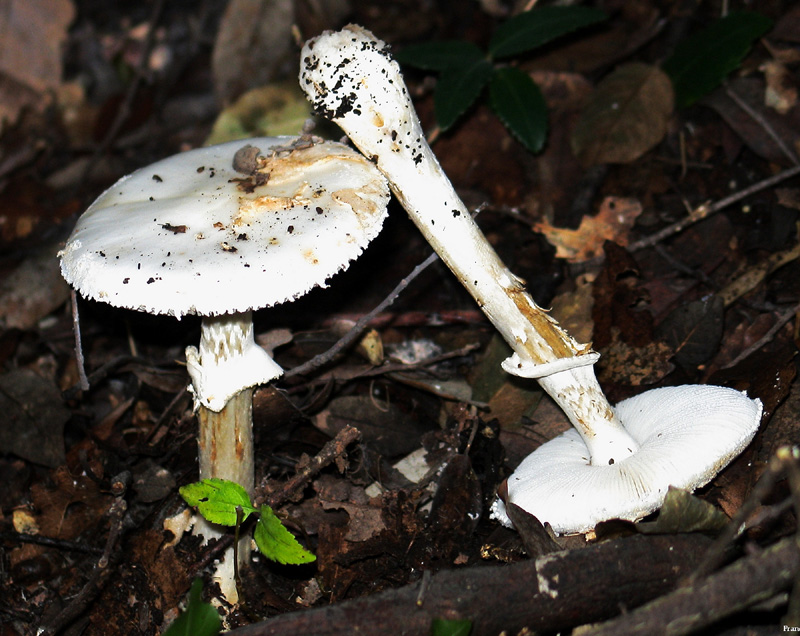 Amanita ??